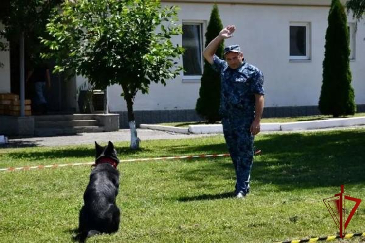 В Кабардино-Балкарии кинологи Росгвардии приняли участие в межведомственных тренировочных занятиях
