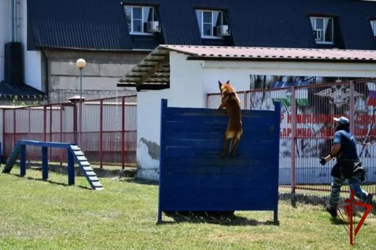 В Кабардино-Балкарии кинологи Росгвардии приняли участие в межведомственных тренировочных занятиях